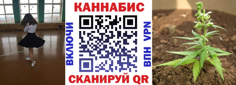 наркотики  Черкесск  Каннабис сатива 
